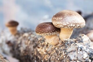 How to Cook Shiitake Mushrooms Safely