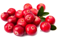 Canneberge Canneberge fraîche