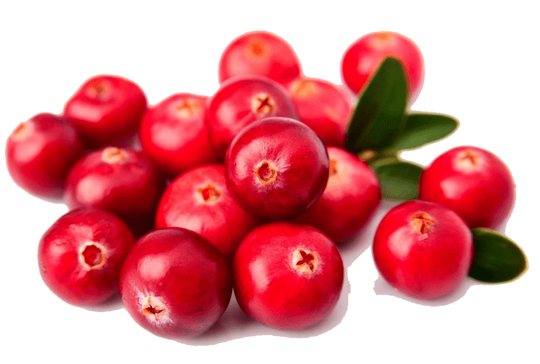 Canneberge fraîche