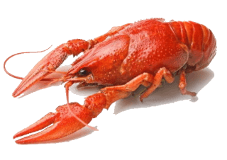 Image de crayfish remains