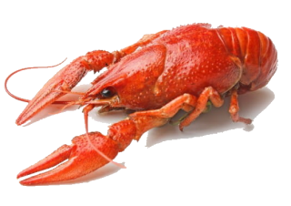 Image de crayfish remains