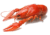 Image de crayfish remains