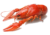 Image de crayfish remains