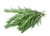 Image de rosemary