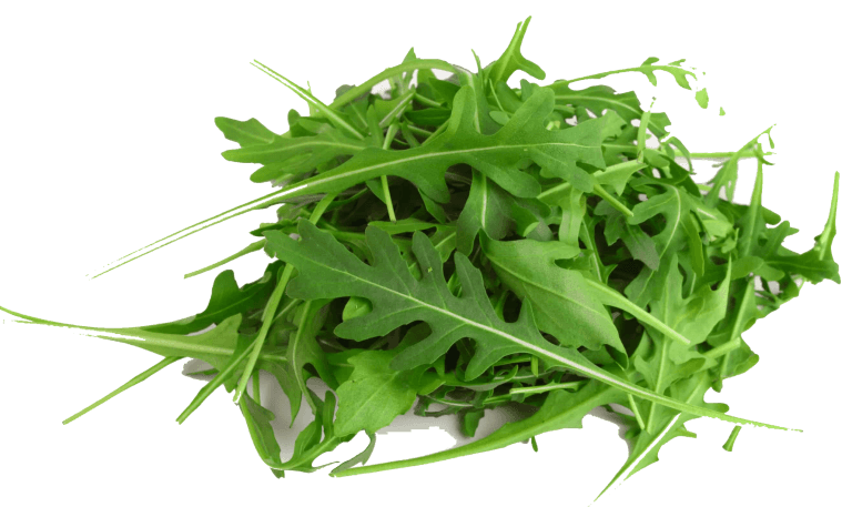 Roquette