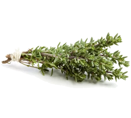 Thym frais branche