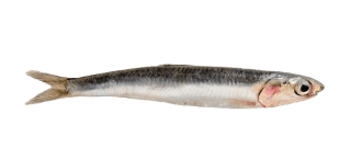 Image de anchovies