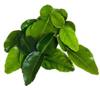Feuilles de citronnier kaffir ou combava