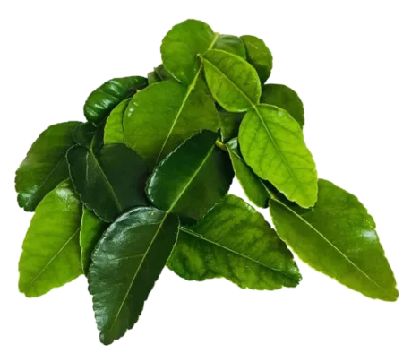 Feuilles de citronnier kaffir ou combava