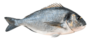 Sea Bream in the Kitchen: Origins, Nutritional Value, and Preparation