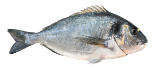 Image de sea bream