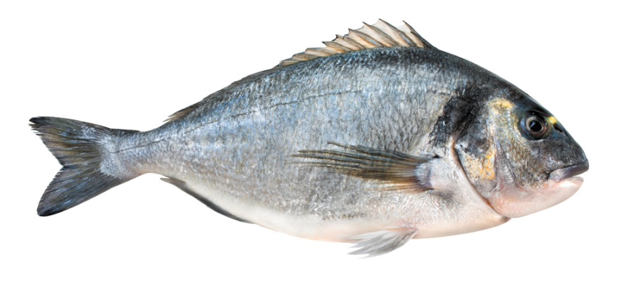 Sea Bream in the Kitchen: Origins, Nutritional Value, and Preparation