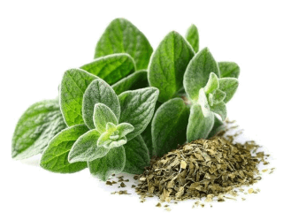 Image de oregano