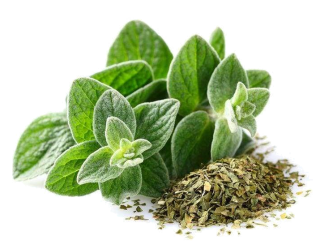 Image de oregano