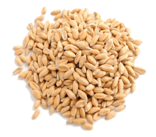 Image de emmer wheat