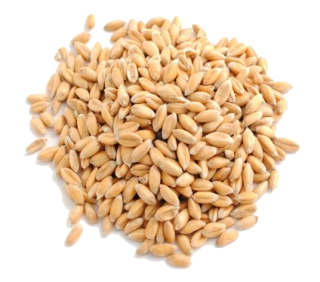 Image de emmer wheat