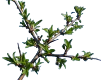 pousse prunelier Pousse de prunelier