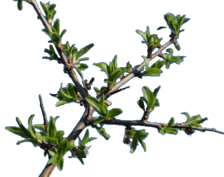 Image de blackthorn shoot