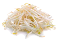 Germes et pousses de soja