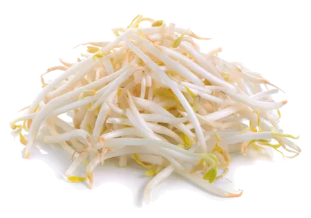 Germes et pousses de soja