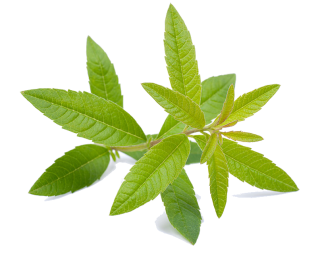 Image de verbena