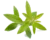 Image de fresh verbena