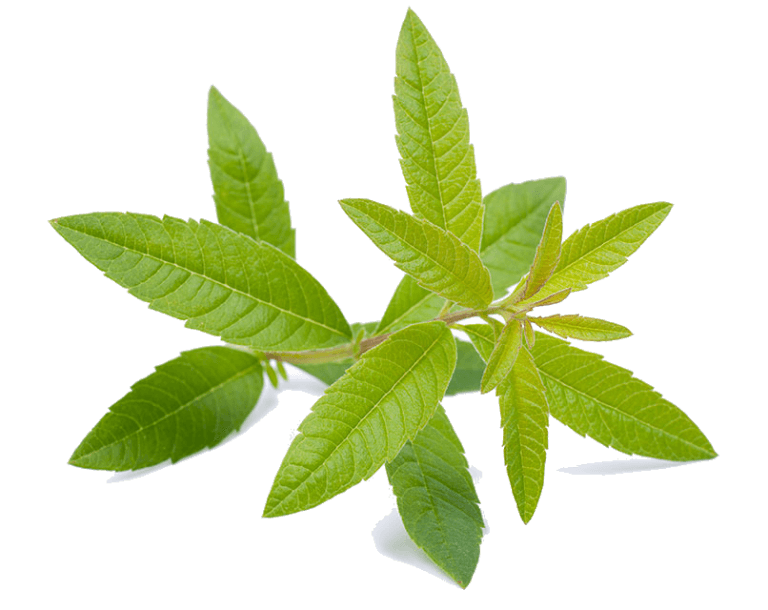 Verveine