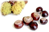 Très grand – chataignes Châtaignes