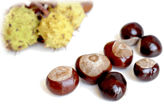 Chestnuts in the Kitchen: Season, Nutritional Value, and Preparation