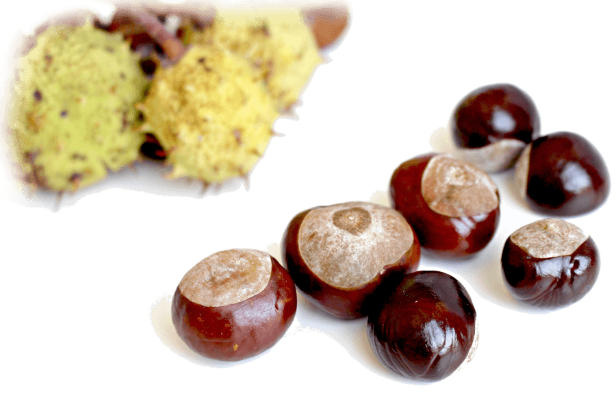 Chestnuts in the Kitchen: Season, Nutritional Value, and Preparation