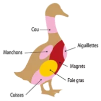 canard Pièces du canard