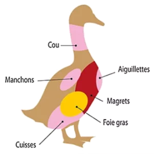 Duck in the Kitchen: Origins, Nutritional Value, and Preparation