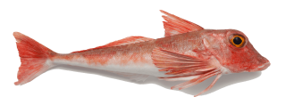 Gurnard in the Kitchen: Origins, Nutritional Value, and Preparation