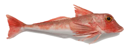 Grondin poisson entier