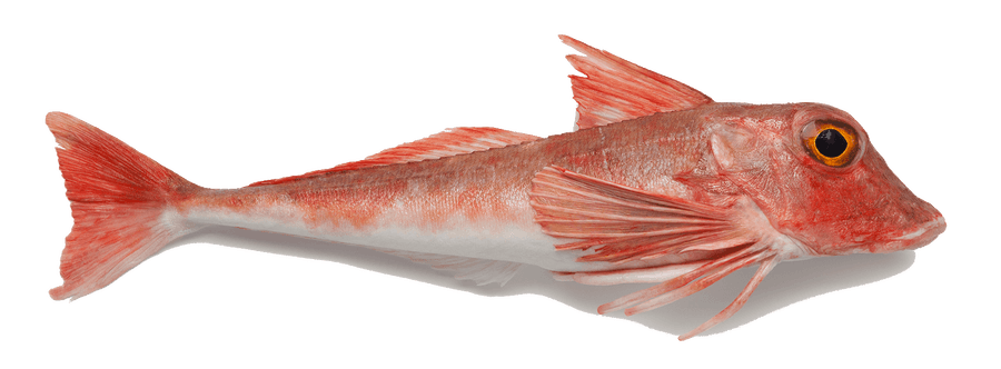 Gurnard in the Kitchen: Origins, Nutritional Value, and Preparation