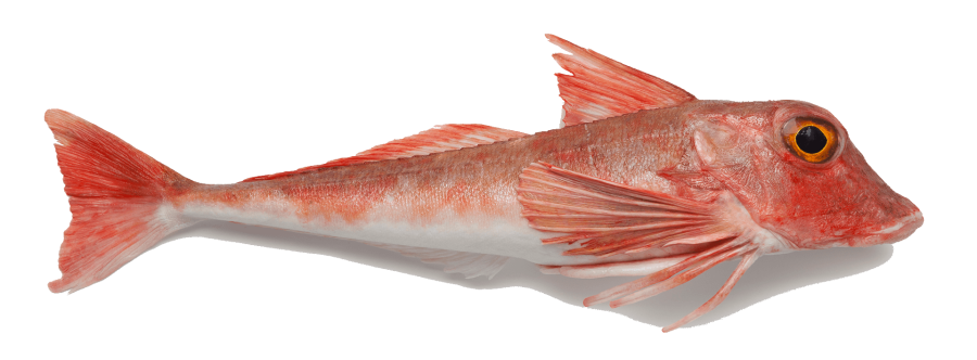 Gurnard in the Kitchen: Origins, Nutritional Value, and Preparation