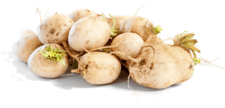 Heirloom Vegetables in the Kitchen: Everything You Need to Know