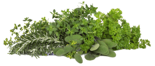 Herbs in Cooking: Origins, Nutritional Value, and Preparation