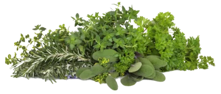 Herbes arômatiques