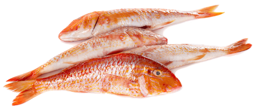 Red mullet in the kitchen: origins, nutritional value, and preparation