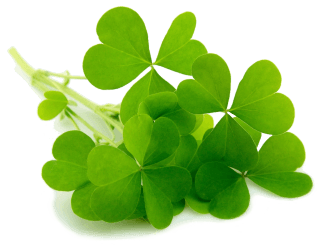 Image de St. Patrick's Day