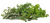 Image de fresh herbs