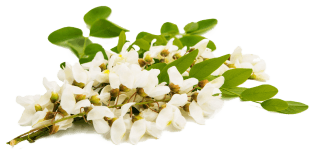 Image de acacia flowers