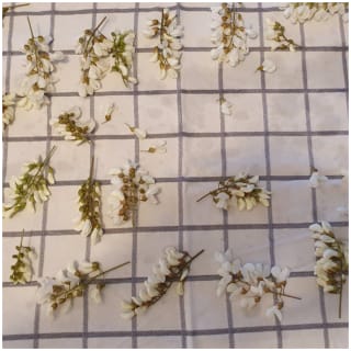 Beignets de fleurs d’acacia - Instruction 4