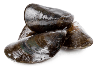 Image de mussels