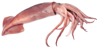 Image de squid
