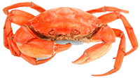 crabe Crabe