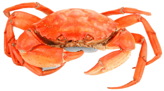 Image de crab
