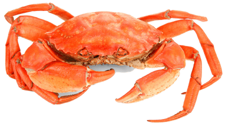Crabe