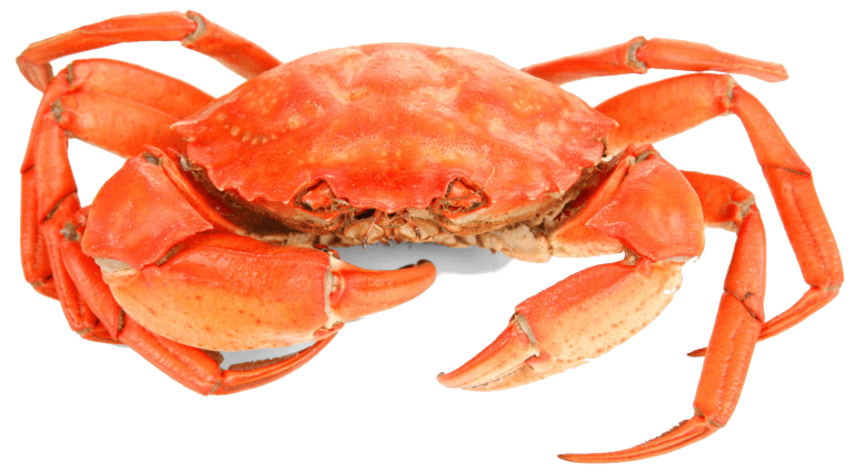 Crabe
